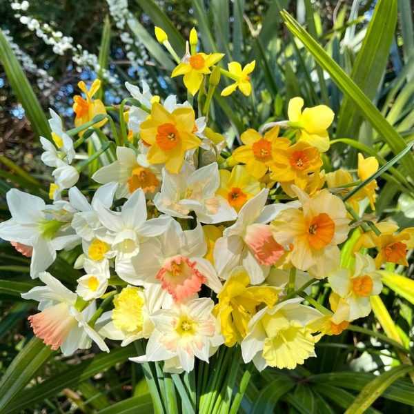 Daffodil Spring Bunch