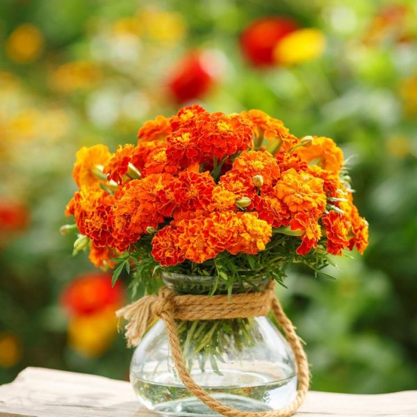 Marigold Fresh Bunch